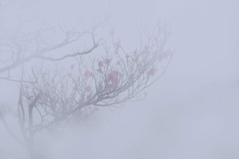画像：霧の目の視界のイメージ画像。濃い霧に包まれている木
